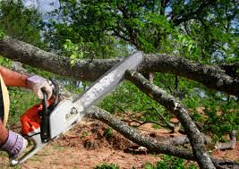Best Palm Tree Trimming  in Emah, OK