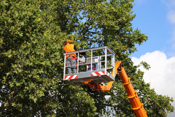 Trusted Okemah, OK Tree Services Experts