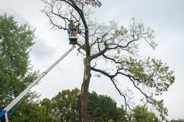 How Our Tree Care Process Works  in  Okemah, OK