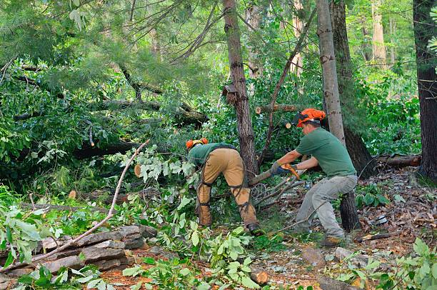 Best Tree Disease Treatment  in Emah, OK