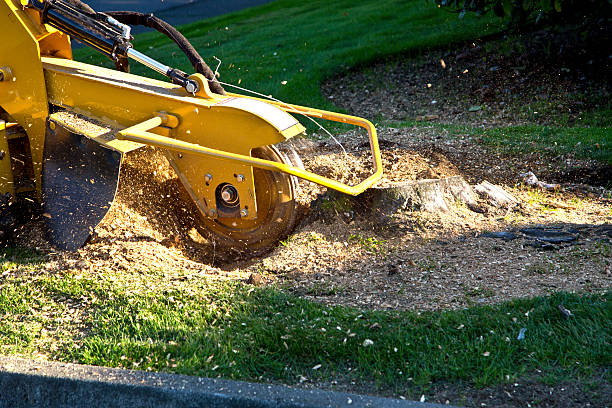 Best Lawn Pest Prevention  in Emah, OK