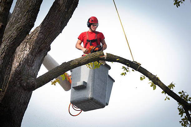 Best Stump Grinding and Removal  in Emah, OK