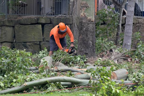 Best Tree Preservation Services  in Emah, OK