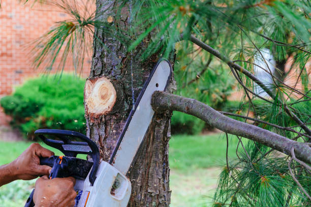 Best Tree and Shrub Care  in Emah, OK
